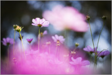 Aluminiumsbilde  Delicate pink flowers - Bob Daalder
