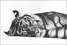 Plakat Sleeping tiger