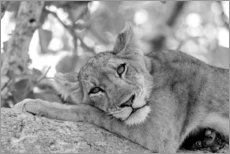 Akrylbilde  Lioness resting on branch - Emily M. Wilson