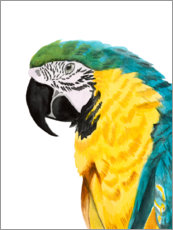 Plakat Parrot