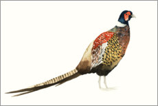 Plakat Pheasant I