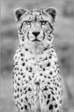 Selvklebende plakat  cheetah - Sebastian Leistenschneider