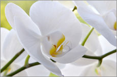 Selvklebende plakat  Beautiful white orchid - Atteloi
