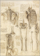 Selvklebende plakat  Anatomisk studie, skjelett - Leonardo da Vinci