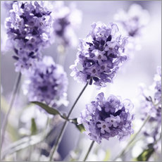 Selvklebende plakat  Lavender scent III - Atteloi