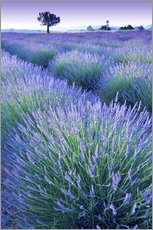 Selvklebende plakat  Lavender Field - Simon Kayne