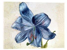 Akrylbilde  Study of a lily - Albrecht Dürer