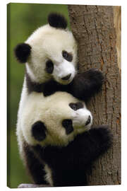 Lerretsbilde  Panda babyer på trestamme - Pete Oxford