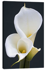 Lerretsbilde  White calla lilies - Jamie &amp; Judy Wild