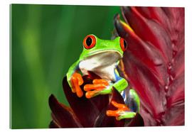 Akrylbilde  Red-eyed tree frog on leaf - Adam Jones