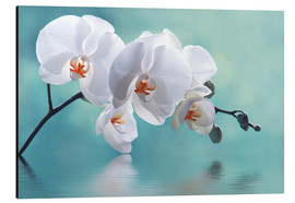 Aluminiumsbilde  Orchid with Reflection II - Atteloi