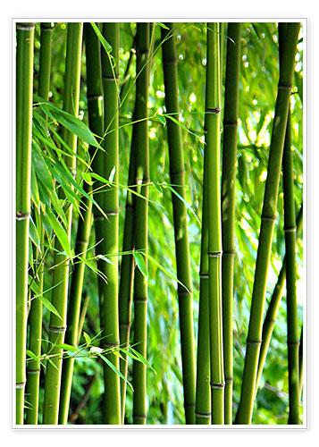 Plakat Bambus