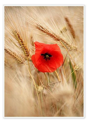 Plakat Red poppy in wheat field 2