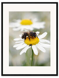 Innrammet kunsttrykk  Bee on the camomile lawn - Falko Follert