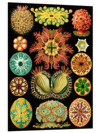Bilde på skumplate  Ascidiae (Kunstformen der Natur: plansje 85) - Ernst Haeckel
