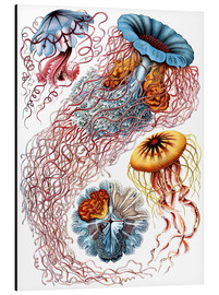 Aluminiumsbilde  Discomedusae (Kunstformen der Natur: plansje 8) - Ernst Haeckel