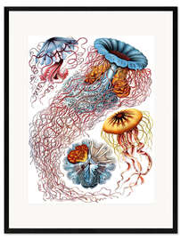 Innrammet kunsttrykk  Discomedusae (Kunstformen der Natur: plansje 8) - Ernst Haeckel