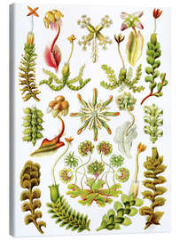 Lerretsbilde  Hepaticae (Kunstformen der Natur: plansje 82) - Ernst Haeckel