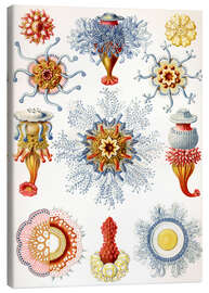 Lerretsbilde  Siphonophorae (Kunstformen der Natur: plansje 17) - Ernst Haeckel