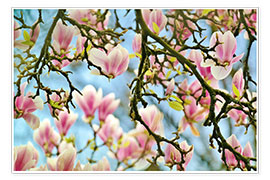 Plakat Magnolias look in the Spring