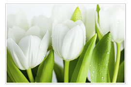 Plakat Hvite tulipaner 04