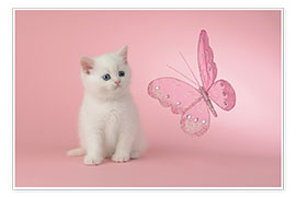 Plakat Kitten with Pink Butterfly