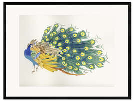 Innrammet kunsttrykk  Peacock - Haruyo Morita