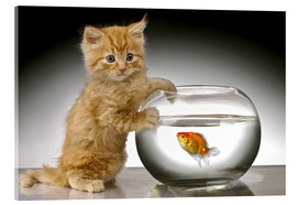 Akrylbilde  Ginger cat and fishbowl - Greg Cuddiford