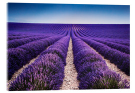 Akrylbilde  Lavender field in Provence - Matteo Colombo