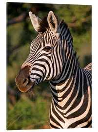 Akrylbilde  Zebra in Africa, wildlife - wiw
