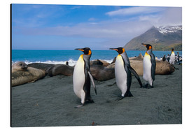 Aluminiumsbilde  King Penguins on South Georgia Iceland - Tom Soucek