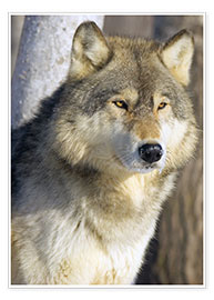 Plakat  Timber Wolf - John Pitcher