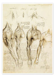 Plakat  Muscles of shoulder, arm and neck - Leonardo da Vinci