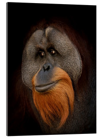 Akrylbilde  Orangutang portrett