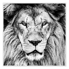 Plakat Kong løve (svart-hvitt)