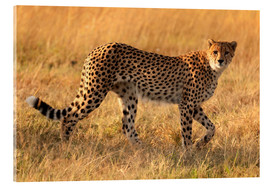 Akrylbilde  Geparden ser etter sitt byttedyr