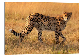Aluminiumsbilde  Geparden ser etter sitt byttedyr