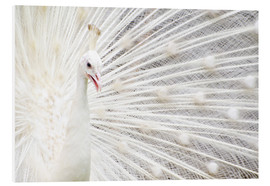 Bilde på skumplate  White Peacock