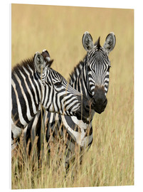 Bilde på skumplate  Zebra friendship