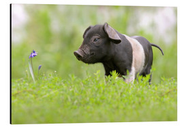 Aluminiumsbilde  Little Baby Pig - WildlifePhotography