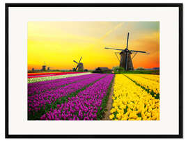 Innrammet kunsttrykk  Hollandske vindmøller og felt av tulipaner