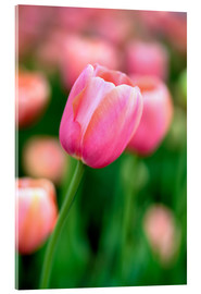 Akrylbilde  Single pink tulip