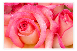 Plakat Pink nicole roses