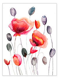Plakat Poppy flowers and capsules