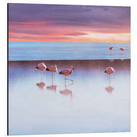 Aluminiumsbilde  Andean Flamingos, Bolivia