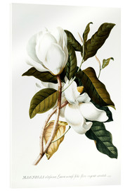 Akrylbilde  Magnolia - Georg Dionysius Ehret