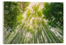 Trebilde  Light falls through the bamboo forest