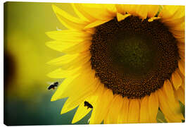 Lerretsbilde  Two bees in sunflower