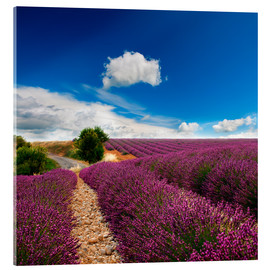 Akrylbilde  Beautiful lavender field
