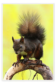 Plakat  Squirrel on a branch - Uwe Fuchs